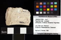 Foto (Objket + Etiketten) von Goniodromites bidentatus (Reuss, 1858) 